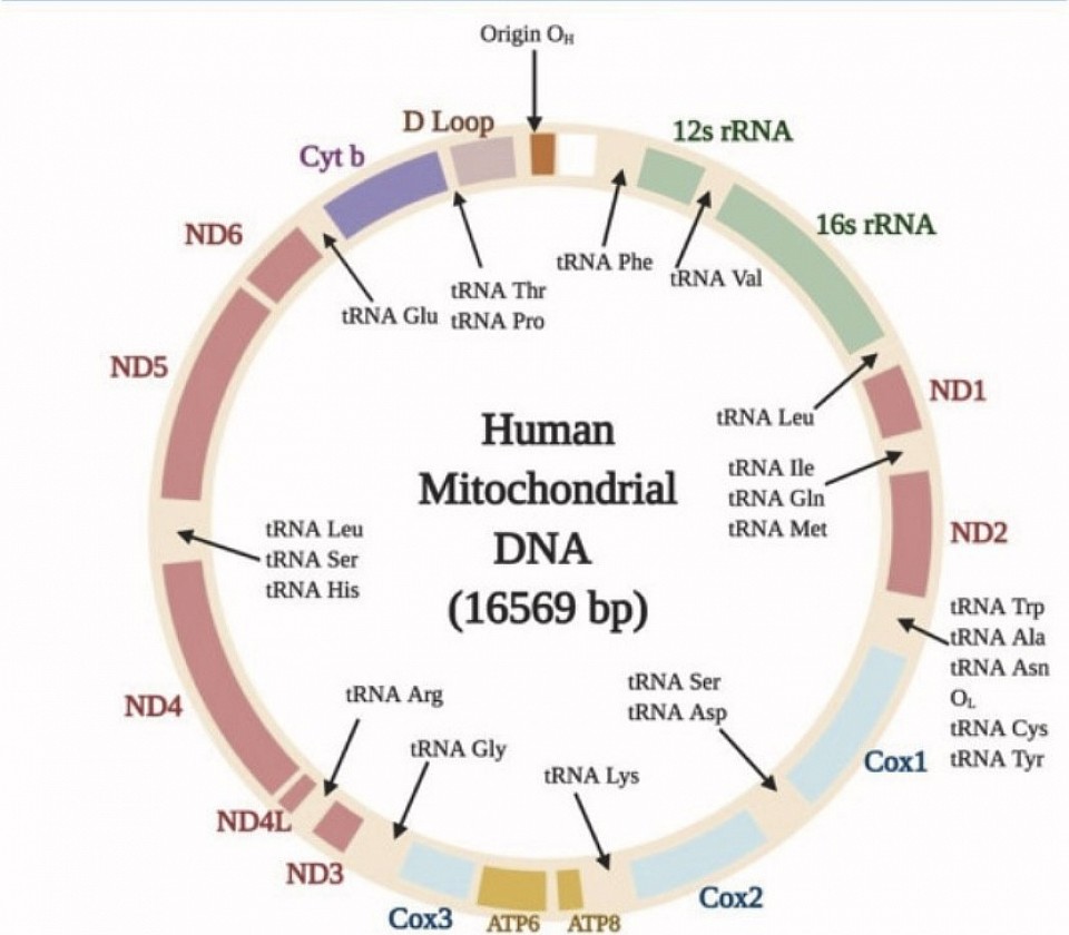 ──── ·:*¨༺ Human DNA༻¨*:· ────